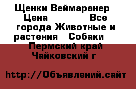 Щенки Веймаранер › Цена ­ 40 000 - Все города Животные и растения » Собаки   . Пермский край,Чайковский г.